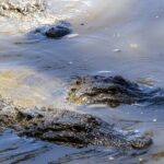 Private Tour from Weligama to Ella with Udawalawe Safari - The Sum Up