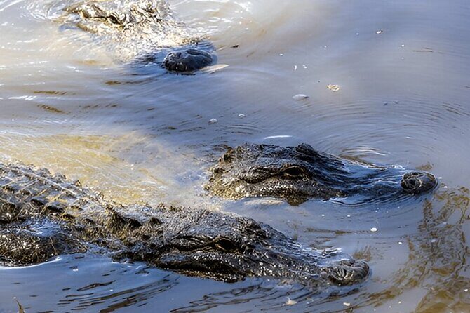 Private Tour from Weligama to Ella with Udawalawe Safari - The Sum Up