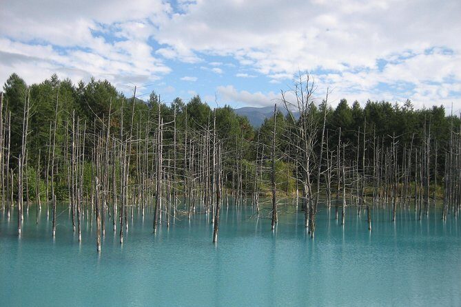 Private Tour: Full-Day Walking Tour with Professional Local Guide in Yakushima Island - The Practicalities: What You Need to Know