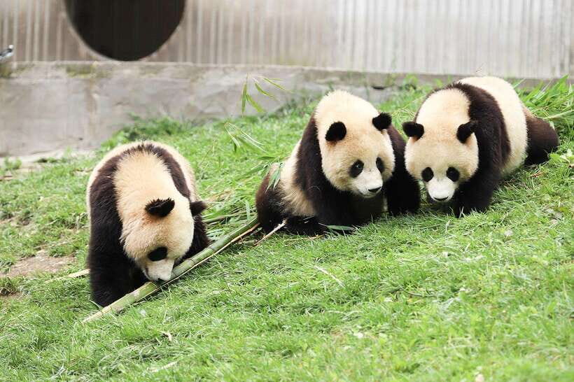 Private tour in Chengdu Panda Base and Leshan Giant Buddha - A Closer Look at the Tour Experience