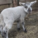 Private tour Meet the Sheep of Aso and pick Aso strawberries - Why This Tour Offers Real Value