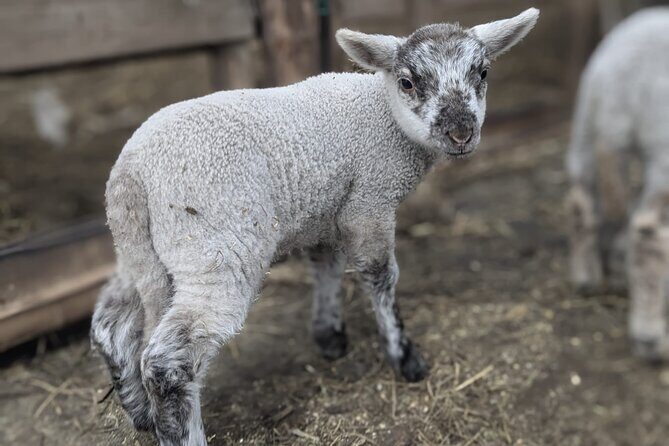 Private tour Meet the Sheep of Aso and pick Aso strawberries - Why This Tour Offers Real Value