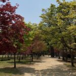[Private Tour] Nami Island+Morning calm Garden+Petite France - Why This Tour Offers Great Value