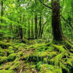 Private Tour of Mt. Fuji Culture and Nature Walk - An In-Depth Review of the Mt. Fuji Culture and Nature Walk