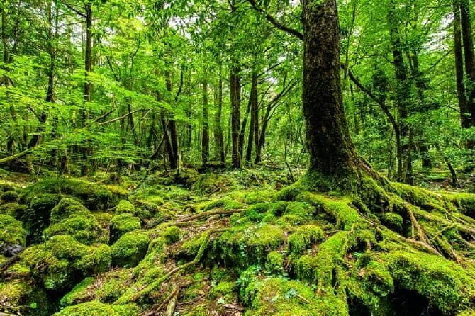 Private Tour of Mt. Fuji Culture and Nature Walk - An In-Depth Review of the Mt. Fuji Culture and Nature Walk