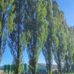 Private Tour - Sapporo Western Architecture for Photo Lovers - The Itinerary in Detail