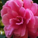 Private Tour: Stone Forest and Flower Birds Market with Lunch - Final Thoughts