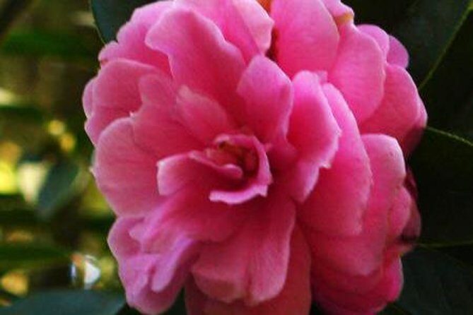 Private Tour: Stone Forest and Flower Birds Market with Lunch - Final Thoughts