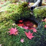 Private Tour to Kyu Chikurinin Garden by Car - Who Will Love This Tour