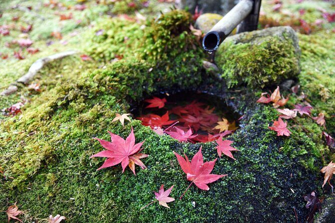 Private Tour to Kyu Chikurinin Garden by Car - Who Will Love This Tour
