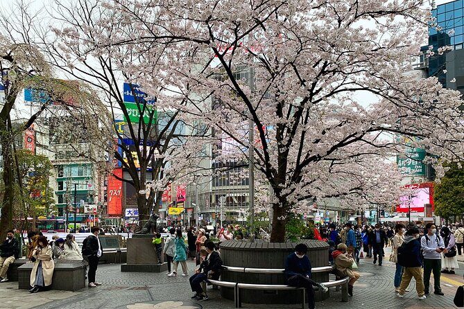 Private Transfer from Narita Airport to Prince Hachi City Japan - What to Expect During Your Ride