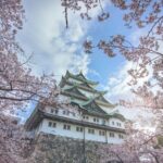 Private & Unique Nagoya Cherry Blossom Sakura Experience - The Value of This Cherry Blossom Tour