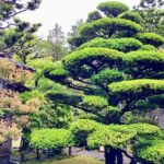 Private walking Tour: A Kanazawa Garden Exploration - Discovering Kanazawa’s Garden Heritage: A Closer Look