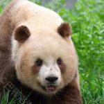 Private Xi'an Half day Panda Qizai Tour - Who Will Enjoy This Tour?