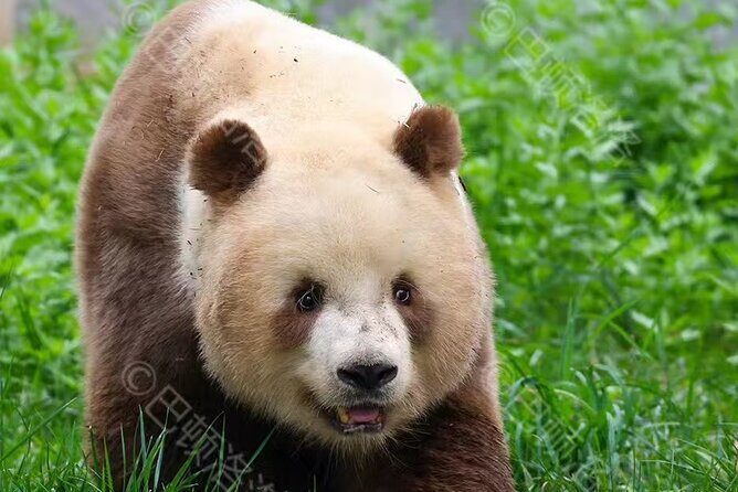 Private Xi'an Half day Panda Qizai Tour - Who Will Enjoy This Tour?