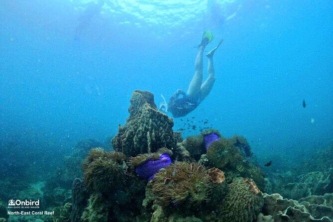 PRO-SNORKELING to Explore Hidden Coral Reefs (MAX 10 PAX) - A Deep Dive into the Snorkeling Tour Experience