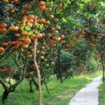 Prviate 3-Day Tour: Ho Chi Minh City & Mekong Delta - A Detailed Look at Your 3-Day Vietnam Journey