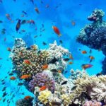 Puerto Galera Island Hopping - FAQs