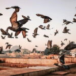 Pushkar: Private Guided day tour From Jaipur - Who Should Book This Tour?