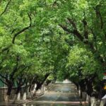 Qingdao: Badaguan Scenic Area Guided Walking Tour - Who Will Love This Tour?