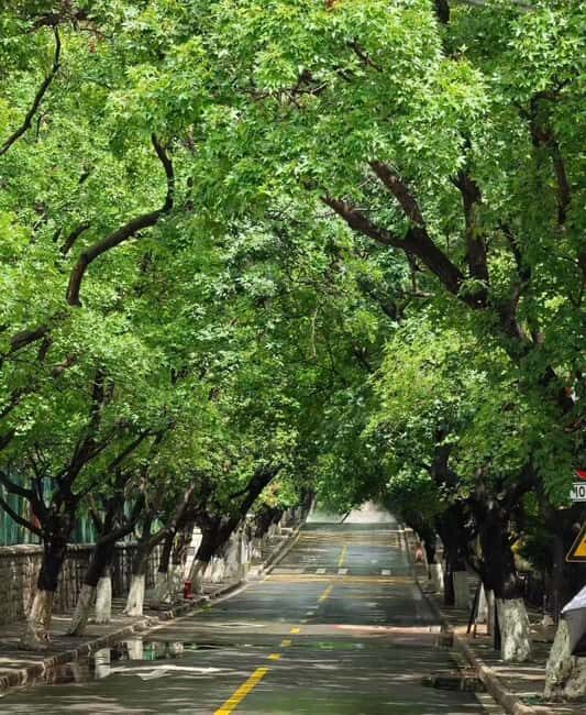 Qingdao: Badaguan Scenic Area Guided Walking Tour - Who Will Love This Tour?