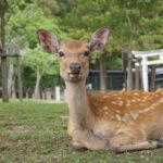 Quick Nara Tour for the First-Timers by Local Tour Guide - Final Thoughts on the Tour’s Value