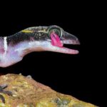 Rainforest Camping in Kudremukh National Park - Exploring Kudremukh National Park: What to Expect