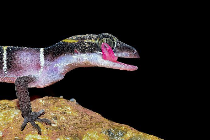 Rainforest Camping in Kudremukh National Park - Exploring Kudremukh National Park: What to Expect