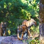 Rajasthan: Ranthambore National Park Private Jeep Safari - Why This Tour Offers Great Value