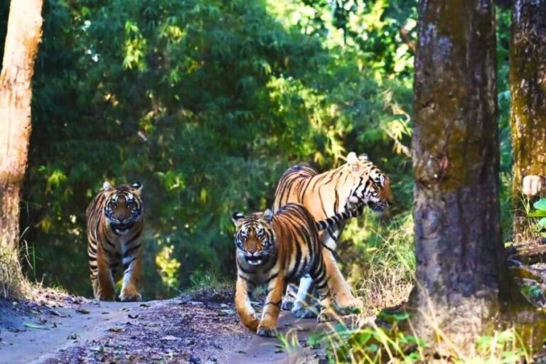 Rajasthan: Ranthambore National Park Private Jeep Safari - Why This Tour Offers Great Value