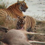 Rajasthan: Ranthambore National Park Safari - The Experience on the Ground
