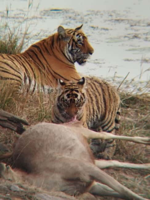 Rajasthan: Ranthambore National Park Safari - The Experience on the Ground