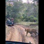 Ranthambore Jungle Safari Trip from Jaipur by Car and Ticket - Who Would Love This Tour?