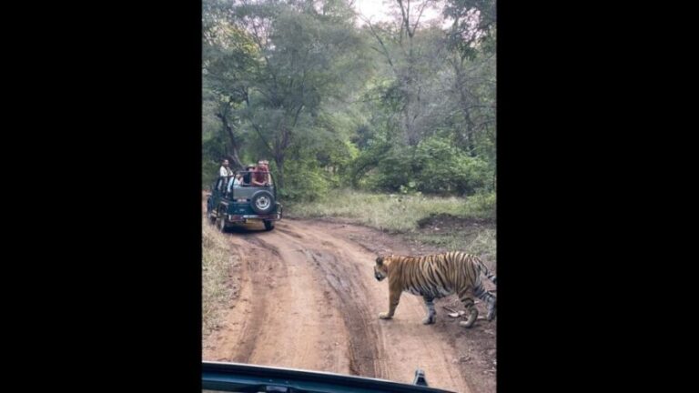 Ranthambore Jungle Safari Trip from Jaipur by Car and Ticket - Who Would Love This Tour?