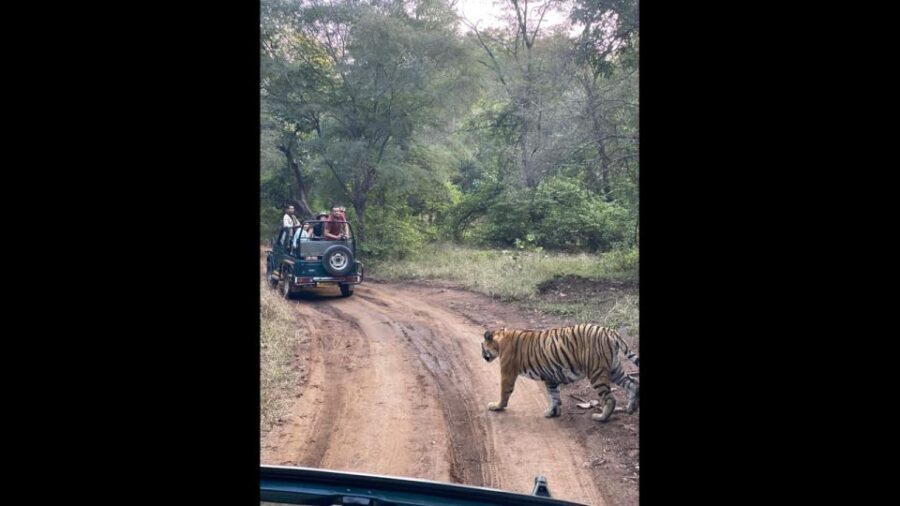 Ranthambore Jungle Safari Trip from Jaipur by Car and Ticket - Who Would Love This Tour?