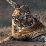 Ranthambore National Park one day safari From Jaipur - Final Thoughts