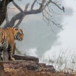 Ranthambore Private Jeep Safari Tour - Who Should Consider This Tour?