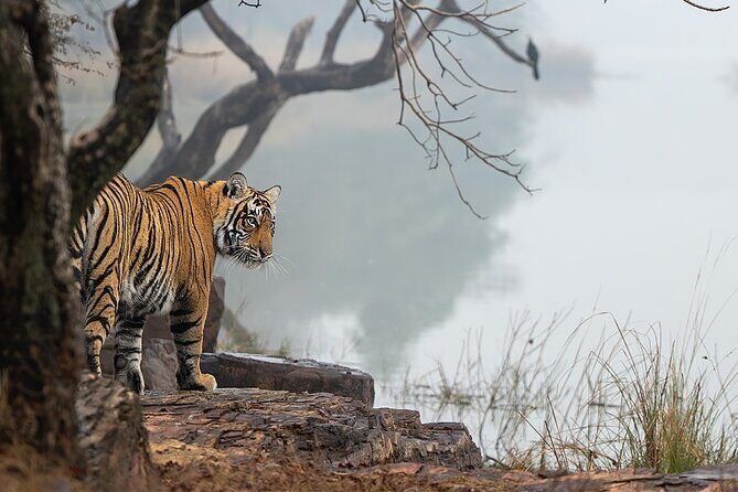 Ranthambore Private Jeep Safari Tour - Who Should Consider This Tour?