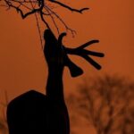 Ranthambore Safari Booking - What to Expect from the Wildlife Encounters