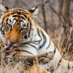 Ranthambore tiger reserve Assistance for Cantar Safari Tickets - Who Should Consider This Tour?