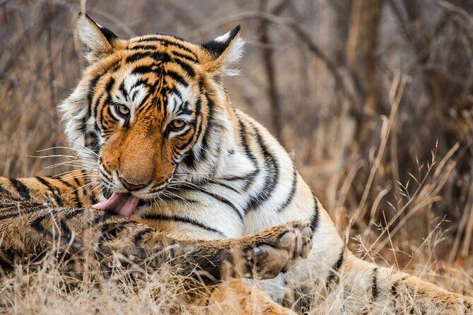 Ranthambore tiger reserve Assistance for Cantar Safari Tickets - Who Should Consider This Tour?