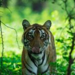 Ranthambore Tiger Safari In Gypsy 6 Seater All Inclusive visits - Who Is This Tour Best For?