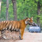 Ranthambore Tiger Safari With Golden Triangle Tour 7 Days - Authentic Experiences and Practicalities