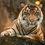Ranthambore: Wildlife Tour with Twin Safaris & Stay - Why This Tour Offers Great Value