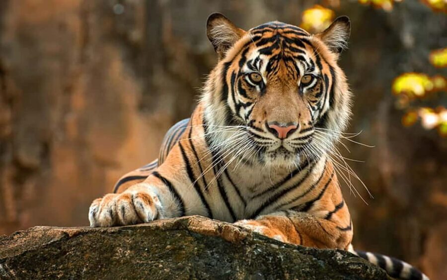 Ranthambore: Wildlife Tour with Twin Safaris & Stay - Why This Tour Offers Great Value