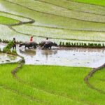 Red Dao village trek and Herbal bath - Who Should Consider This Tour?