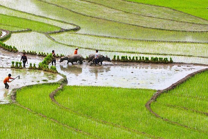 Red Dao village trek and Herbal bath - Who Should Consider This Tour?