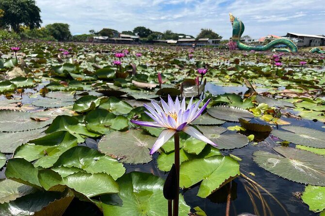 Red Lotus Pond Floating Market and Ayutthaya Historical Park - FAQ