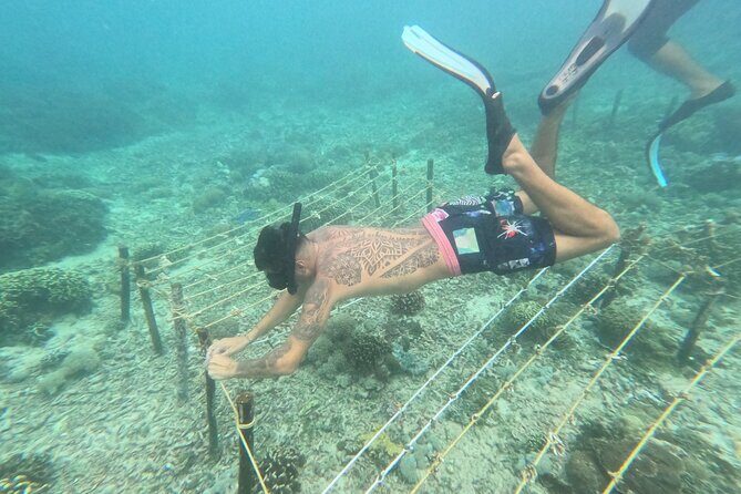 Reef Rehabilitation Course and Snorkeling - FAQs