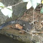 River Safari Bentota - What to Expect During the Tour